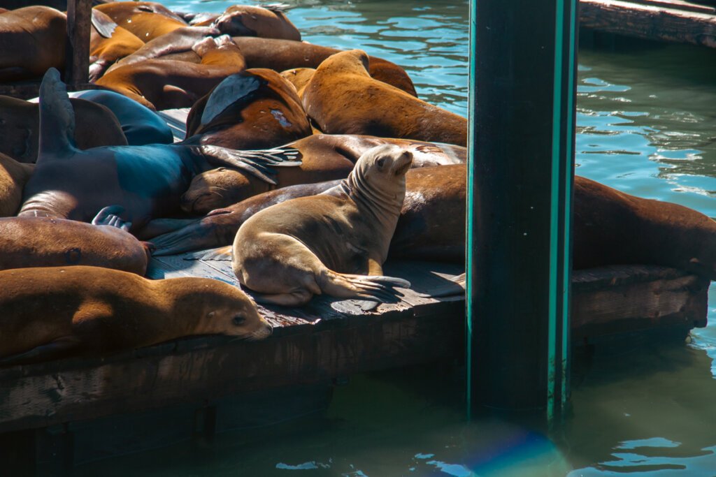 san francsico landmark, san francisco sea lions at pier 39